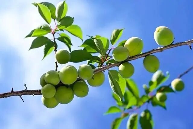 揭陽普寧：新產(chǎn)品搶占新賽道，小青梅成助農(nóng)增收“致富果”