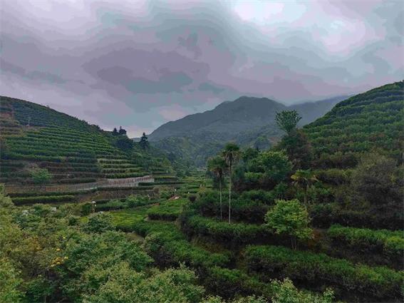 潮州市30個鎮(zhèn)、茶區(qū)納入地理標志產品保護范圍