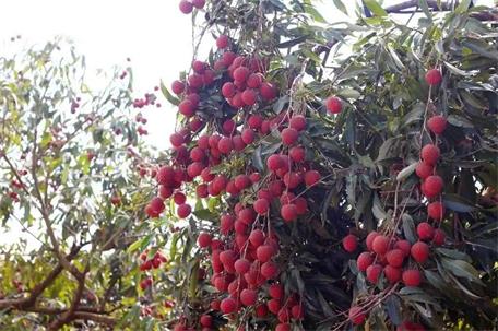 最高獎(jiǎng)金5000元！汕頭雷嶺荔枝品牌LOGO、IP與宣傳語全網(wǎng)征集